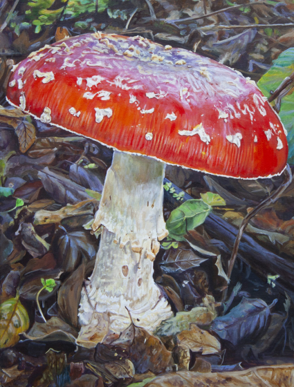 Amanita_web