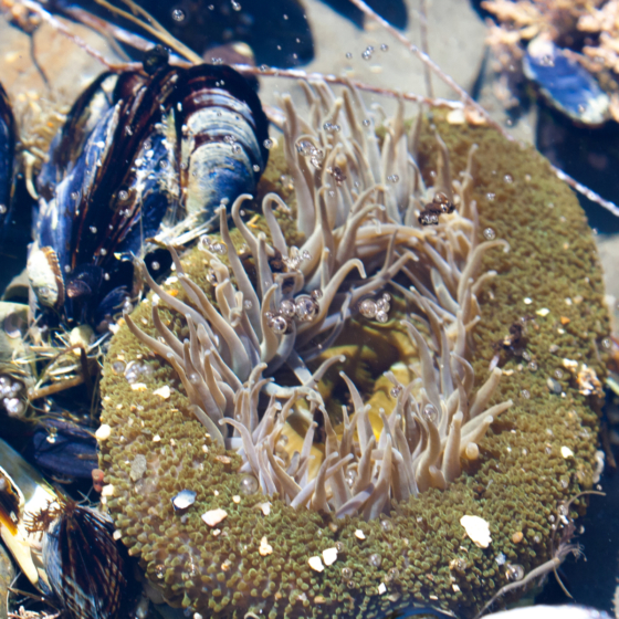 photo_creature_anenome