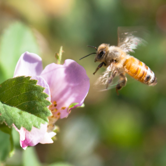 photo_creature_bee