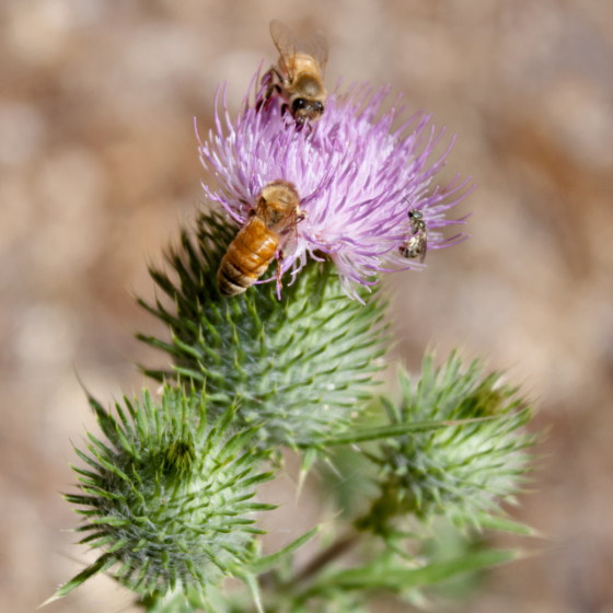 photo_creature_bee_thistle