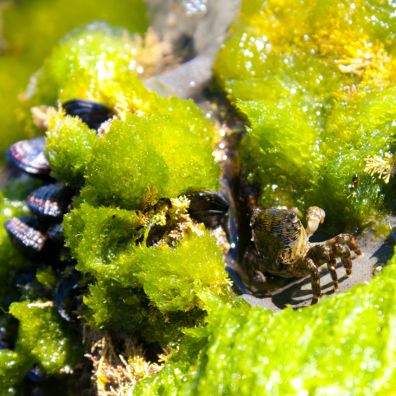 photo_creature_crab