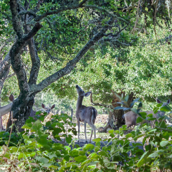 photo_creature_deer