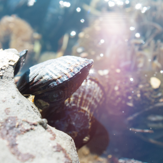 photo_creature_mussles