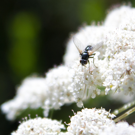 photo_creaturefly