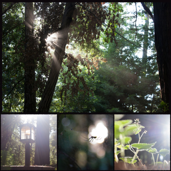 photo_moodboard_forest3