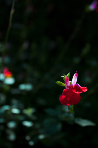 photo_plants_forest2