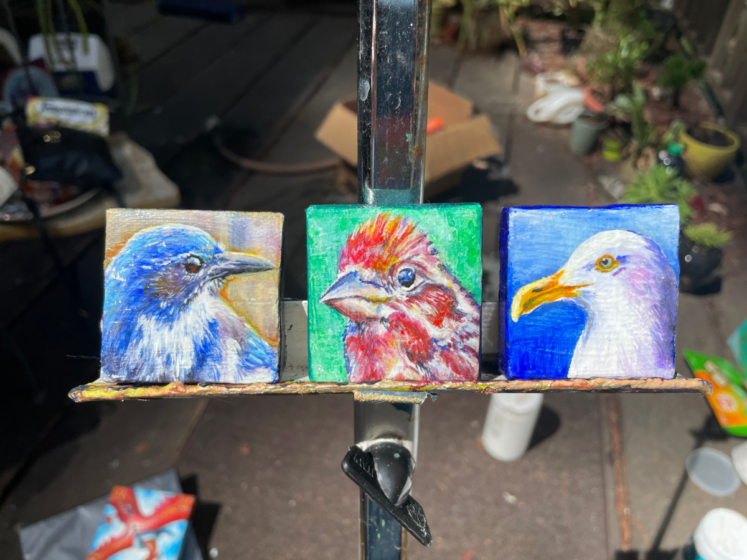 westernstellarsjay_housefinch_seagull_created2018